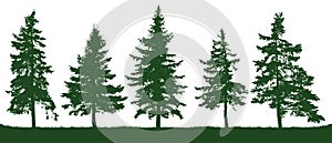 Forest fir trees silhouette. Christmas tree